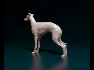 Italian Greyhound dog 3D Print Model