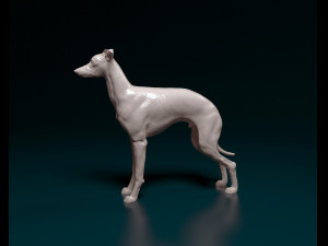 Italian Greyhound dog 3D Print Model