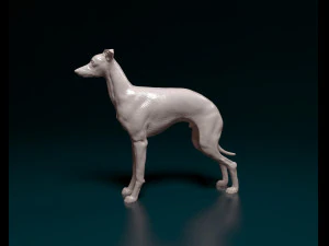 Italian Greyhound dog 3D Print Model