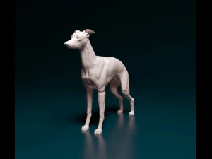 Italian Greyhound dog 3D Print Model