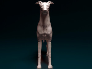 Italian Greyhound dog 3D Print Model
