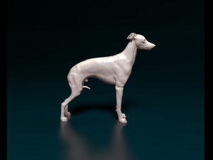Italian Greyhound dog 3D Print Model