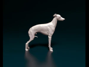 Italian Greyhound dog 3D Print Model