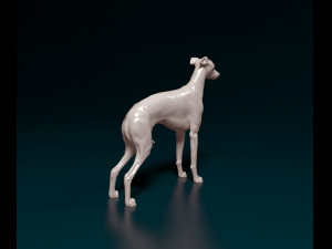 Italian Greyhound dog 3D Print Model