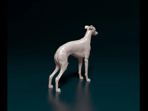 Italian Greyhound dog 3D Print Model