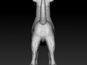 Jack Russell terrier 3D Print Model