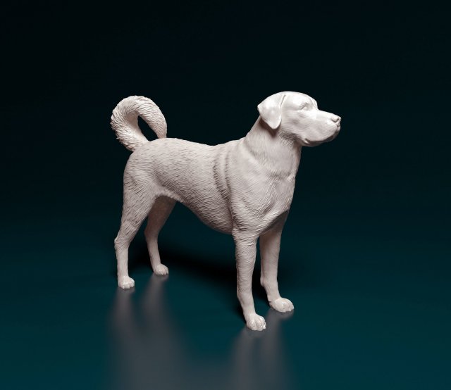 Kangal Shepherd Modelo de impresión 3D .c4d .max .obj .3ds .fbx .stl .blend 