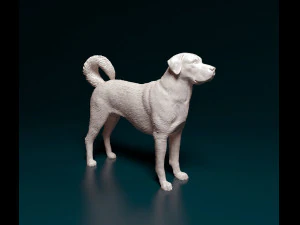 Kangal Gembala Model Cetak 3D