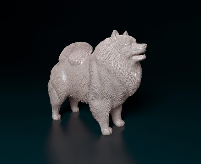 Keeshond 3D Print Model .c4d .max .obj .3ds .fbx .stl .blend