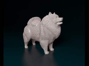Keeshond Modelo de Impressão 3D