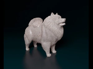 Keeshond 3D Baskı Modeli