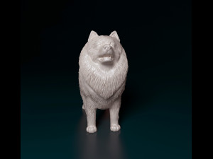 Keeshond 3D Print Model