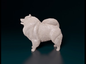 Keeshond 3D Print Model