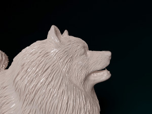 Keeshond 3D Print Model