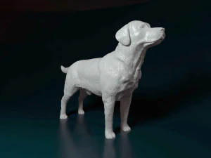 Labrador 3D Print Model