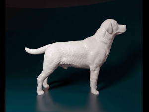 Labrador 3D 프린트 모델