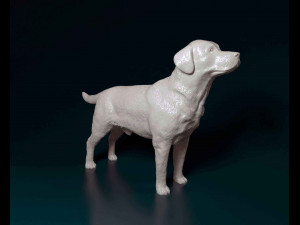 Labrador 3D 프린트 모델