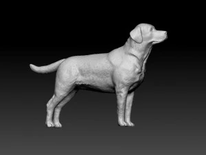 Labrador 3D Print Model