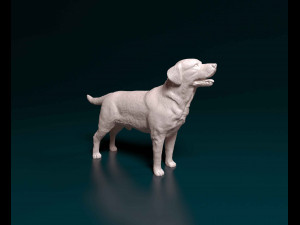 Labrador 3D 프린트 모델