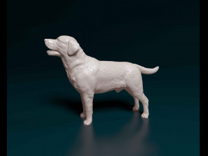 Labrador 3D 프린트 모델