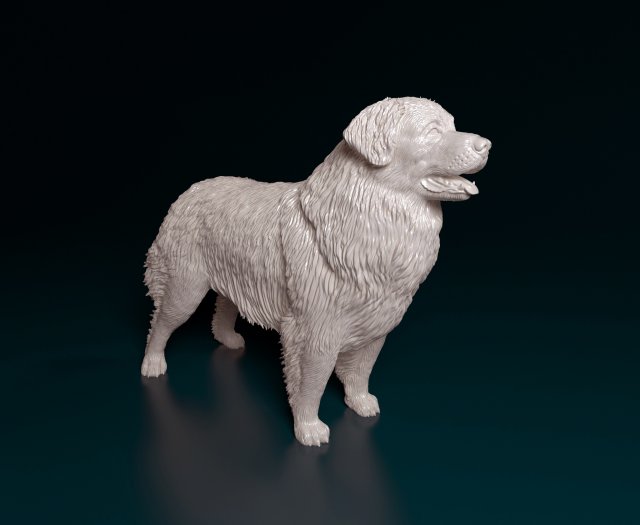 Leonberger Modello di stampa 3D .c4d .max .obj .3ds .fbx .stl .blend 