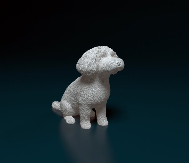 Mini Poodle cross 3D प्रिंट मॉडल .c4d .max .obj .3ds .fbx .stl .blend 