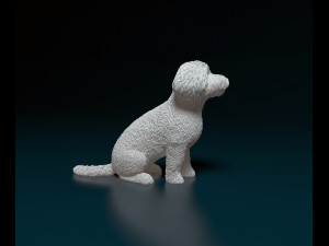 Mini Poodle cross 3D प्रिंट मॉडल