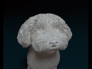 Mini Poodle cross 3D प्रिंट मॉडल