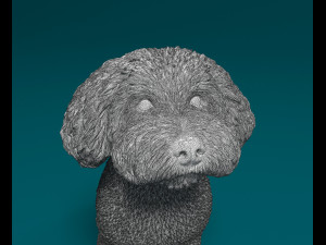 Mini Poodle cross 3D प्रिंट मॉडल