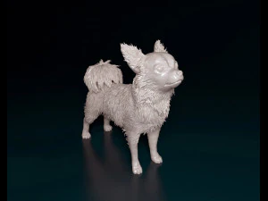 Chihuahua Long-haired 3D Print Model