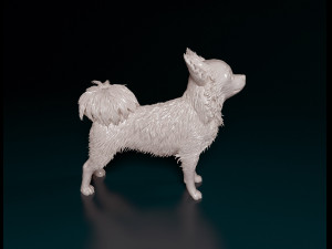 Chihuahua Long-haired 3D 打印模型