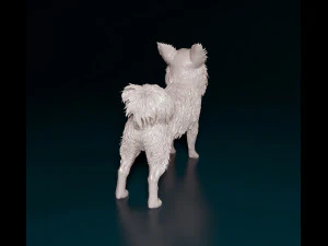 Chihuahua Long-haired 3D Print Model