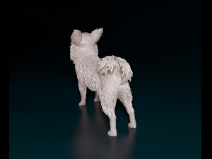 Chihuahua Long-haired 3D 打印模型
