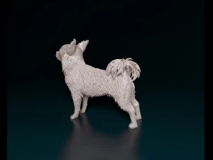 Chihuahua Long-haired 3D Print Model