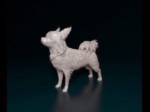 Chihuahua Long-haired 3D 打印模型