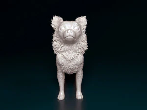 Chihuahua Long-haired 3D Print Model