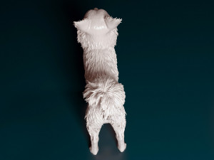 Chihuahua Long-haired 3D 打印模型