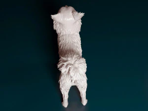 Chihuahua Long-haired 3D Print Model
