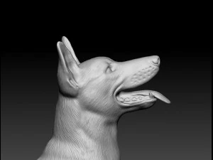 Malinois dog 3D Print Model