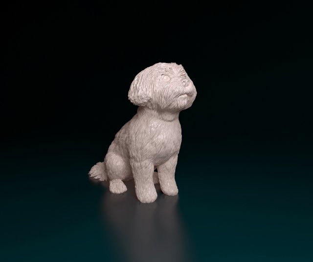Maltese sitting Modelo de Impressão 3D .c4d .max .obj .3ds .fbx .stl .blend 