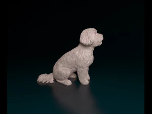 Maltese sitting 3D Print Model