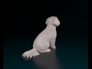 Maltese sitting Modelo de Impressão 3D