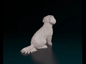 Maltese sitting 3D Print Model