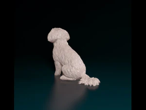 Maltese sitting 3D Print Model