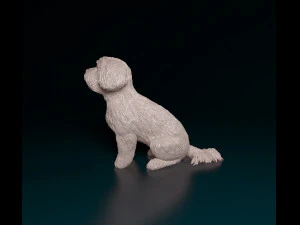 Maltese sitting 3D Print Model