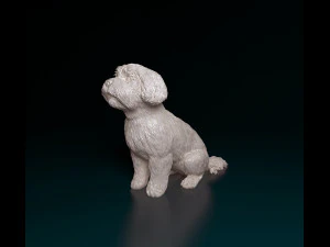 Maltese sitting 3D Print Model