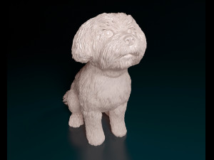 Maltese sitting Modelo de Impressão 3D