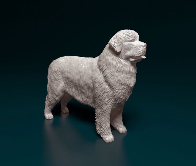 Newfoundland Modello di stampa 3D .c4d .max .obj .3ds .fbx .stl .blend 