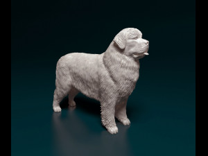 Newfoundland 3D Print Model