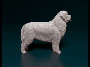 Newfoundland 3D Print Model